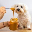 Can dogs eat Peanut butter- 3