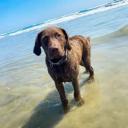 Chesapeake Bay Retriever Photo