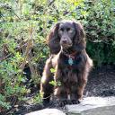 Boykin Spaniel