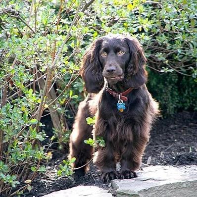 Boykin Spaniel Image