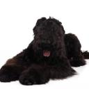 Black Russian Terrier Dog