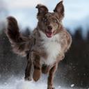 Australian Shepherd Photo