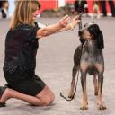 Bluetick Coonhound in Dog Show