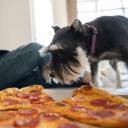 Can Dogs Eat Spicy Food-2