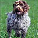 Wirehaired Pointing Griffon dog breed