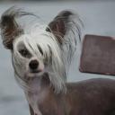 Chinese Crested Dog