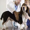 Canine Gastric Torsion