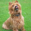 Australian Terrier