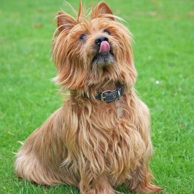 Australian Terrier Image