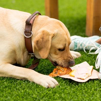 What Foods Are Toxic to Dogs? Image