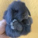Mini Lop-1