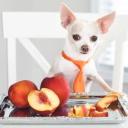 Can Dogs Eat Peaches