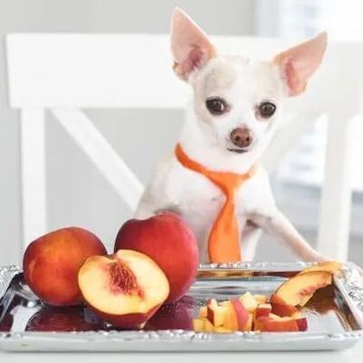 Can Dogs Eat Peaches? Image