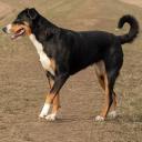 Appenzeller Sennenhund Dog Breed