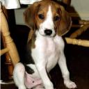 Treeing Walker Coonhound puppy