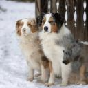 Two Australian Retriever Dogs