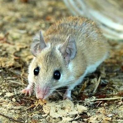 Spiny Mouse Image