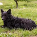 Croatian Sheepdog Breed