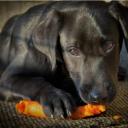 Can Dogs Eat Carrots-1