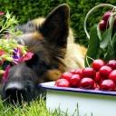 Can Dogs Eat Cherries-1