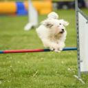 Coton de Tulear In Dog Show