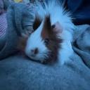 Peruvian Guinea Pig-3