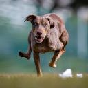 Catahoula Leopard Dog