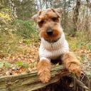 Airedale Terrier