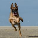 Belgian Malinois Dog