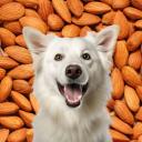 Can dogs Eat Almonds-4