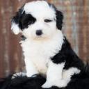 Sheepadoodle