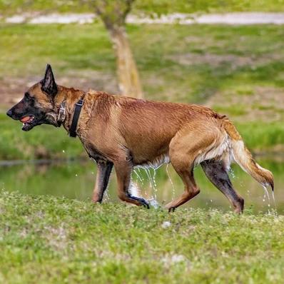 Belgian Malinois Image