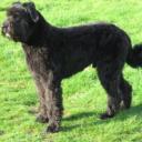 Bouvier des Flandres