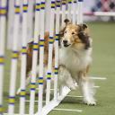 Collie in Dog show