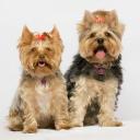 Two Yorkshire Terriers