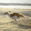 Borzoi