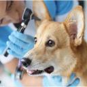 Ear Infections in Dogs-1