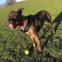 Staffy Bull Bullmastiff Dog