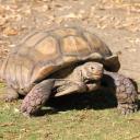 African Spurred Tortoise-2