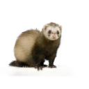 blaze ferret