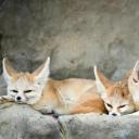 Fennec Fox-1