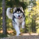 Alaskan Malamute