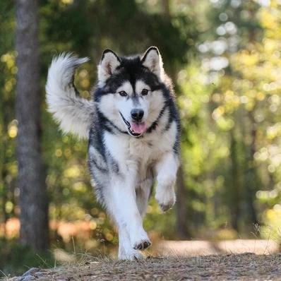 Alaskan Malamute Image