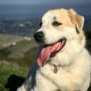 Anatolian Shepherd Dog