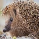 European Hedgehog-3