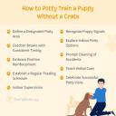 How to Potty Train a Puppy Without a Crate