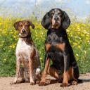 American English Coonhound Breed