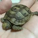 Greek Tortoise-3