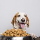 Best Dog Food-2