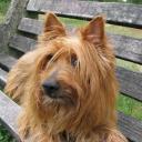 Australian Terrier Dog